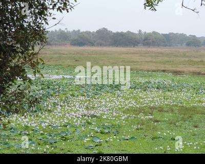 Beautiful landscape shorts in Sri Lanka Stock Photo