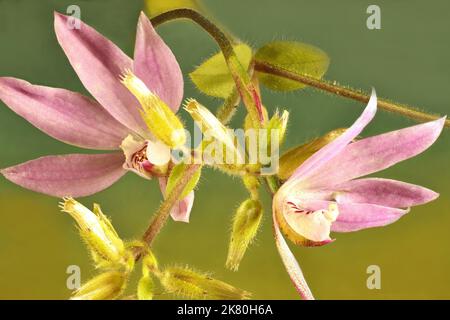 Pink Fingers orchids (Caladenia carnea) Australian native plant. Stock Photo