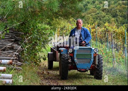 Senior man driving tractor with trailer in vineyard during autumn harvest Stock Photo