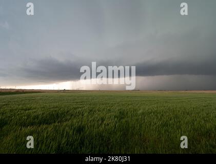 Heavy storm clouds with rain falling over wind turbines. A summer grain crop is in the foreground. Image has selective focus and copy space. Stock Photo