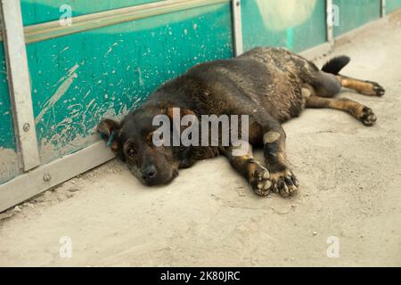 Black stray dog. Dog sleeps on asphalt. Animal in town. Details of pet's life. Stock Photo