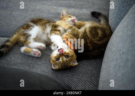 Two striped kittens are playing on the dark fabric sofa. Orange striped Scottish cat, pure pedigree, beautiful and cute. are fighting fiercely look fu Stock Photo