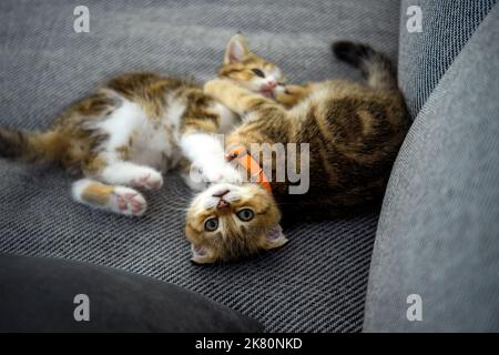 Two striped kittens are playing on the dark fabric sofa. Orange striped Scottish cat, pure pedigree, beautiful and cute. are fighting fiercely look fu Stock Photo