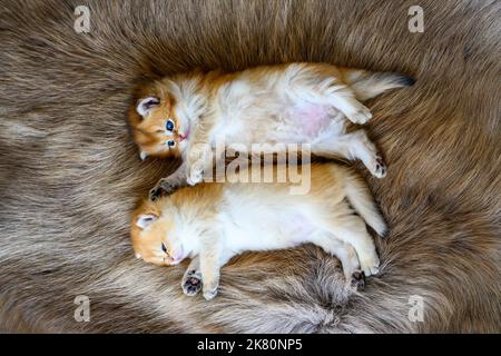 Two little kittens are sleepy and lying on a brown fur carpet, a golden British Shorthair cat, pure pedigree. Beautiful and cute. Lie comfortably on t Stock Photo