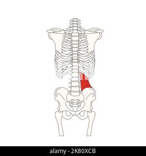 human anatomy drawing muscle quadratus lumborum Stock Photo