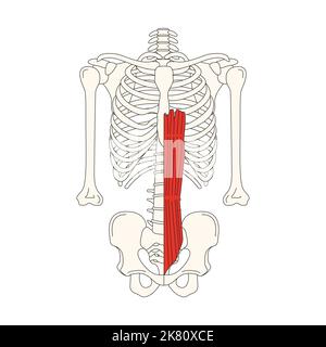 human anatomy drawing muscle rectus abdominis Stock Photo