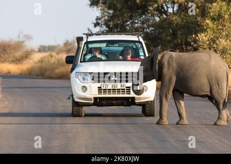 young African elephant (Loxodonta africana) stands in a road in Kruger national park, South Africa and blocks cars and motorists on safari Stock Photo