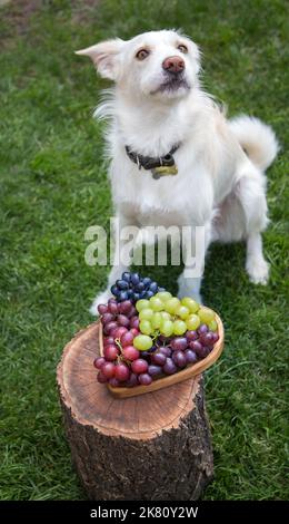 funny portrait of a naughty healthy young white dog. A dog on a green lawn sits near a plate with colorful grapes. favorite pet Stock Photo