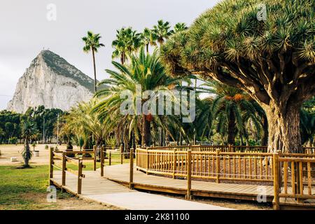 Rock of Gibraltar, view from La Línea de la Concepción. Famous Tree Drago Centenario located in Public Park. La Línea de la Concepción Spain. Stock Photo
