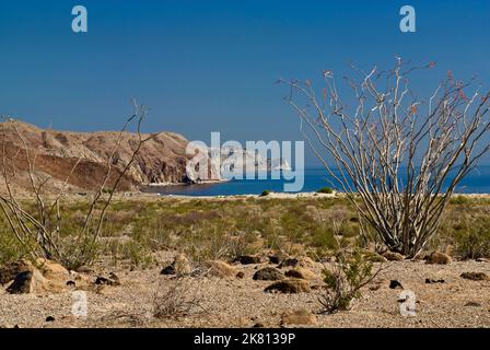 Blooming ocotillo, Campo el Faro area at Gulf of California, Baja California coastline south of Puertecitos, Baja California, Mexico Stock Photo