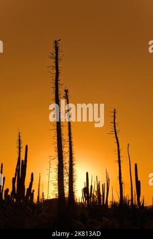 Cirio trees, cardon cacti, sunrise, Desierto Central near Catavina, Baja California, Mexico Stock Photo