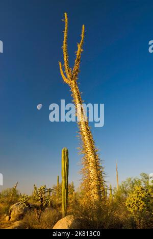 Moon over cirio tree and cardon cactus near Catavina, Baja California, Mexico Stock Photo
