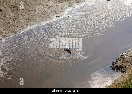 Gull takes a bath in a tideway in the mudflats Stock Photo