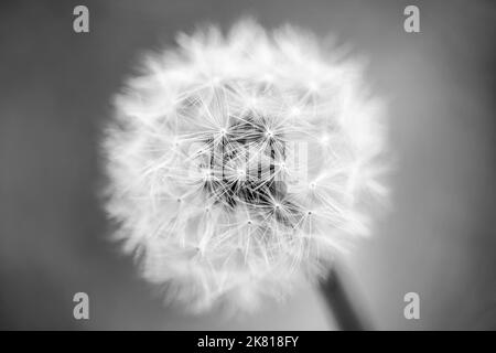 Macro dandelion flower background in black and white. Macro view of seeded dandelion head. Shallow depth of field. Stock Photo