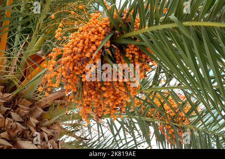 palm dates on tree, puglia, southern italy Stock Photo