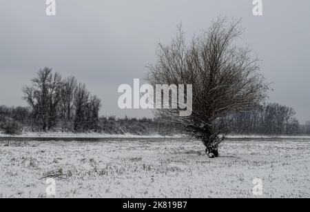 Swamp in winter, misty landscape. A panoramic view of the marsh in a winter foggy day. Stock Photo