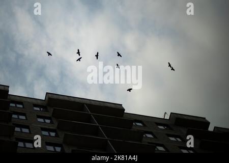 Crows fly in sky. Birds circling over building. Crows on background of clouds. Gloomy feeling of birds. Stock Photo