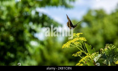 Close-up of a black swallowtail butterfly getting ready to land on the yellow flower of a wild parsnip plant that is growing in a field. Stock Photo
