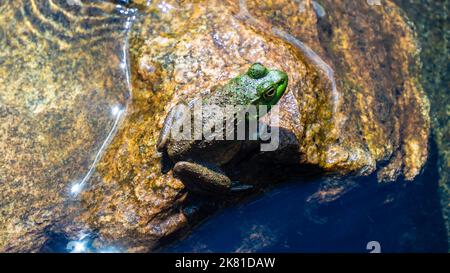 Close-up of a frog resting on a rock by the water’s edge on a bright sunny day in august. High Falls, Algonquin Provincial Park. Stock Photo