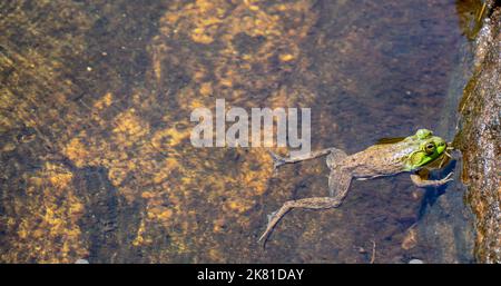 Close-up of a frog floating on the surface of the water. High Falls, Algonquin Provincial Park. Stock Photo