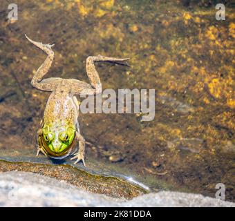 Close-up of a frog floating on the surface of the water. High Falls, Algonquin Provincial Park. Stock Photo