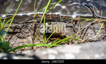 Close-up of a frog resting on a rock by the water’s edge on a bright sunny day in august. High Falls, Algonquin Provincial Park. Stock Photo