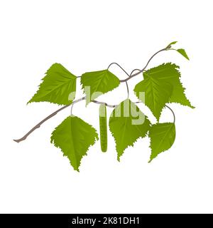 Twig Birch with catkins natural background vector illustration Stock Vector