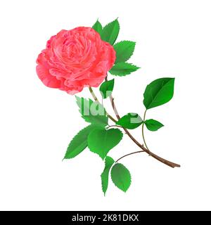 Pink rose flower twig with leaves on a white background vintage vector illustration Stock Vector