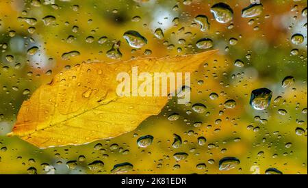 Close-up of a yellow autumn leaf on a car windshield in the rain on a cold day in October with blurred autumn trees in the background. Stock Photo