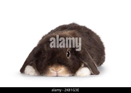 Handsome dark brown lop eared rabbit, bunny  laying down flat facing front. Looking straight to camera. Ears hanging down over paws. Isolated on white Stock Photo