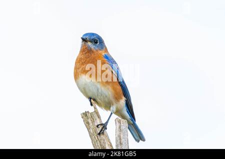 An Eastern bluebird (Sialia sialis) sitting on a branch isolated on white background with copyspace Stock Photo