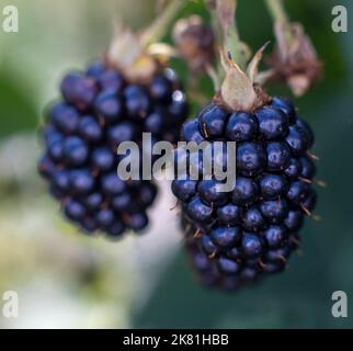 Two blackberries hang on branch Stock Photo