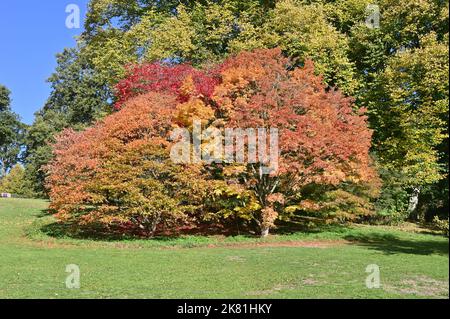 Autumnal colours at Batsford Arboretum near the Gloucestershire town of Moreton in Marsh Stock Photo