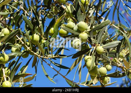 Olive tree, Olea europaea, Saranda, Republic of Albania Stock Photo