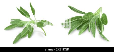 fresh sage herb isolated on white background and full depth of field Stock Photo