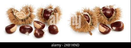 Ripe sweet chestnut in its spiky husk split open to reveal the fruit or nut isolated on white background Stock Photo