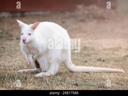 Albino benett kangaroo in zoo Stock Photo