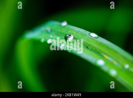 Rain drops on green leaves Stock Photo