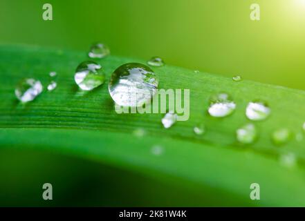 Rain drops on green leaves Stock Photo