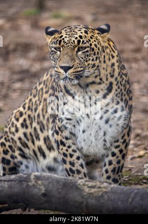 Persian leopard sit in zoo Stock Photo