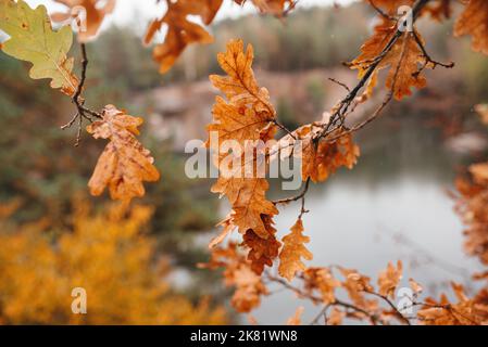 Soft selective focus on orange and yellow oak leaves over water on rainy autumn day. Fall cozy mood composition Stock Photo