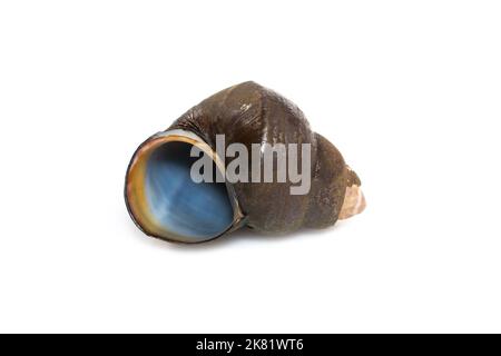 Image of river snail (Filopaludina martensi) isolated on white background. Animal. Stock Photo