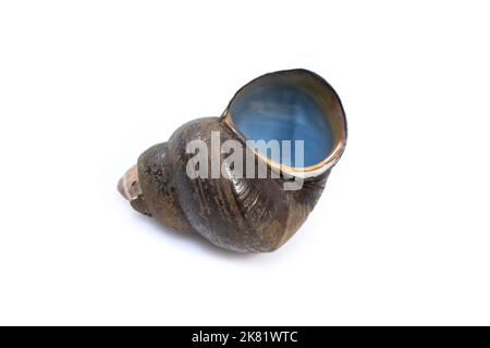 Image of river snail (Filopaludina martensi) isolated on white background. Animal. Stock Photo