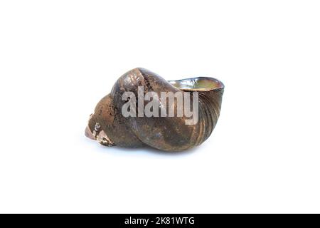 Image of river snail (Filopaludina martensi) isolated on white background. Animal. Stock Photo
