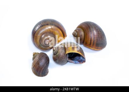 Group of apple snail (Pila ampullacea) isolated on white background. Animal. Stock Photo