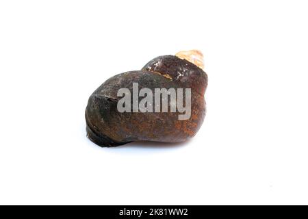 Image of river snail (Filopaludina martensi) isolated on white background. Animal. Stock Photo