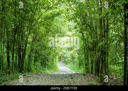 Scenic peaceful walk path with bamboo trees jungle on both sides Stock Photo