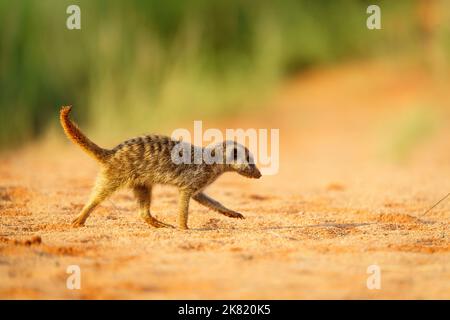 Meerkat Babies (Suricata suricatta) Kgalagadi Transfrontier Park, Kalahari, South Africa Stock Photo