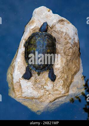 Young turtle rest on rock in pond Stock Photo