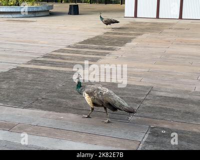 Two javan green peacocks walk freely in the open urban area. Sentosa, Singapore. Stock Photo
